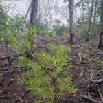 240596751_4439979336060022_1745301300765316171_n indigenous forest garden route south africa