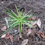 baby yellowwood tree yellowwood tree garden route south africa
