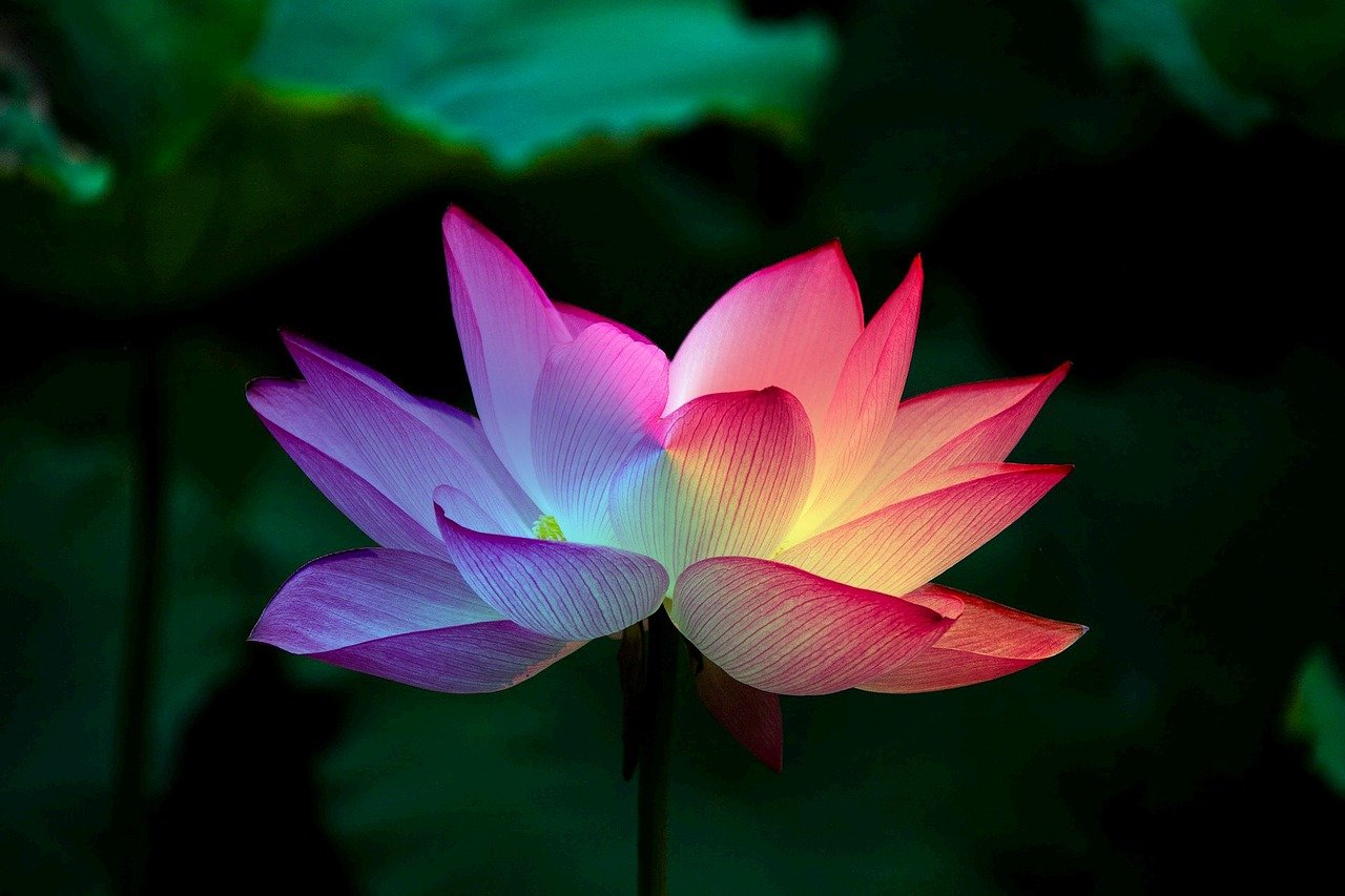 lotus-flower-5151674_1280
